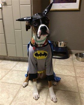 halloween costumes for boxers